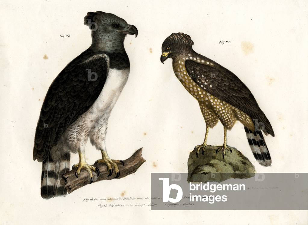 Harpy Eagle, 1864 (colour litho)
