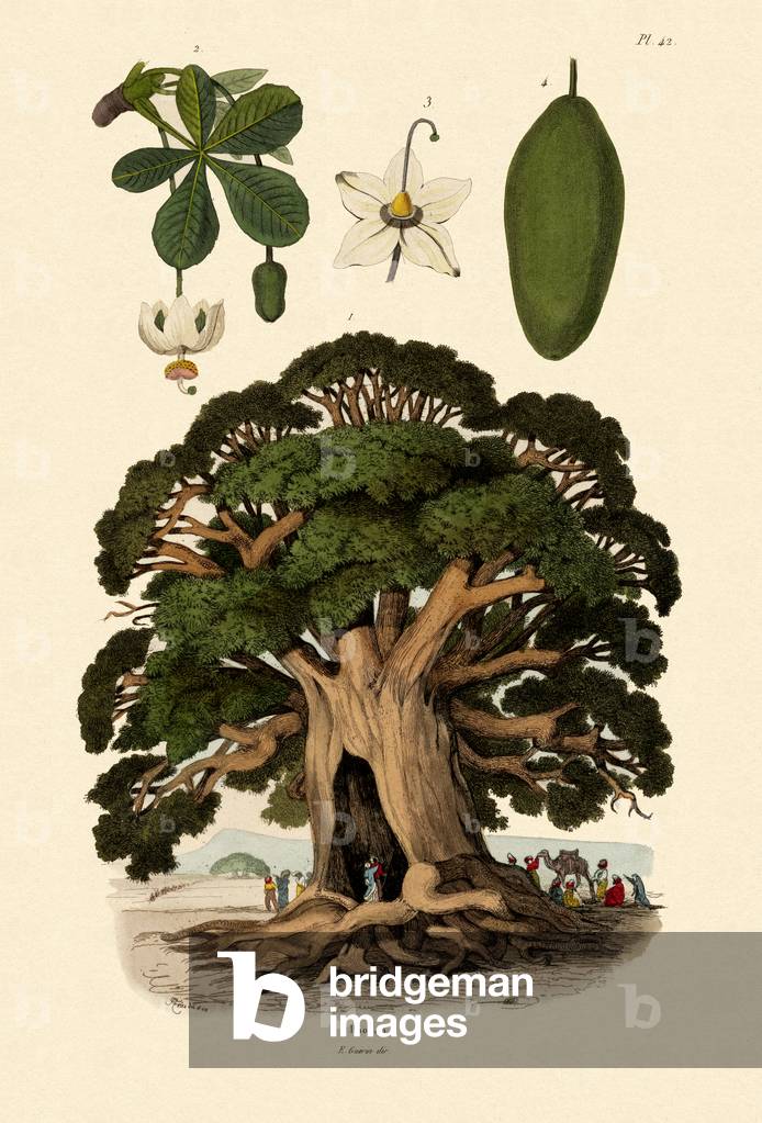 Baobab Tree, 1833-39 (coloured engraving)