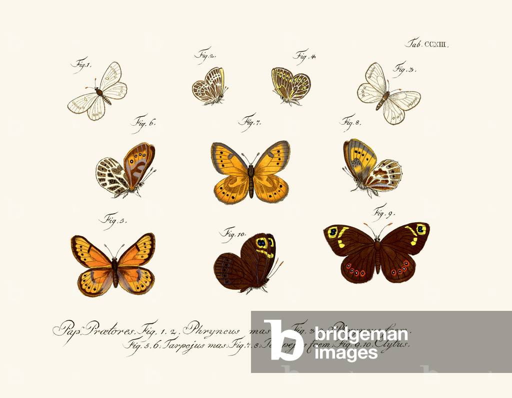 Butterflies, 1783-1806 (coloured engraving)