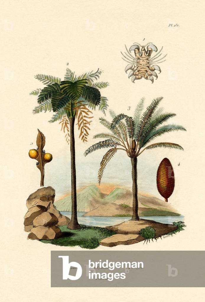 Tree Fern, 1833-39 (coloured engraving)