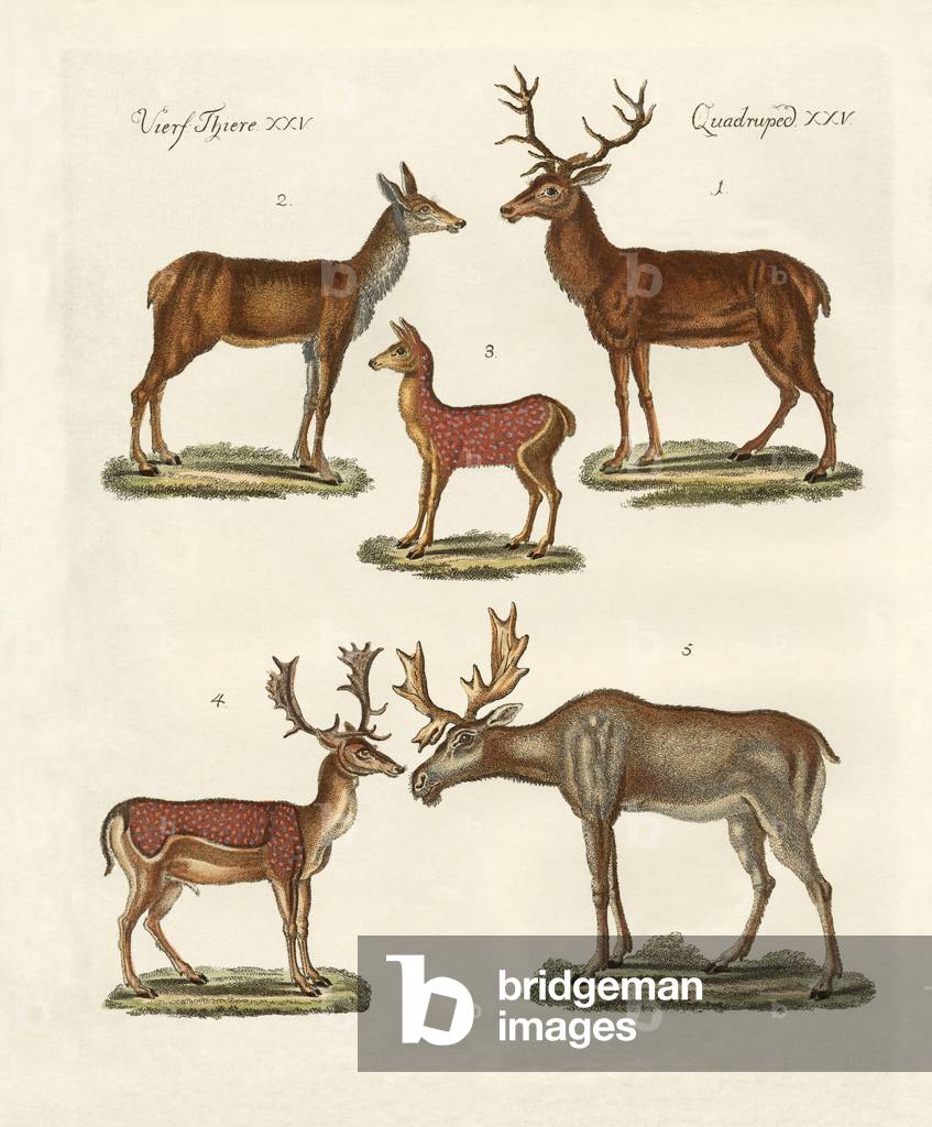 Various kinds of deer (coloured engraving)