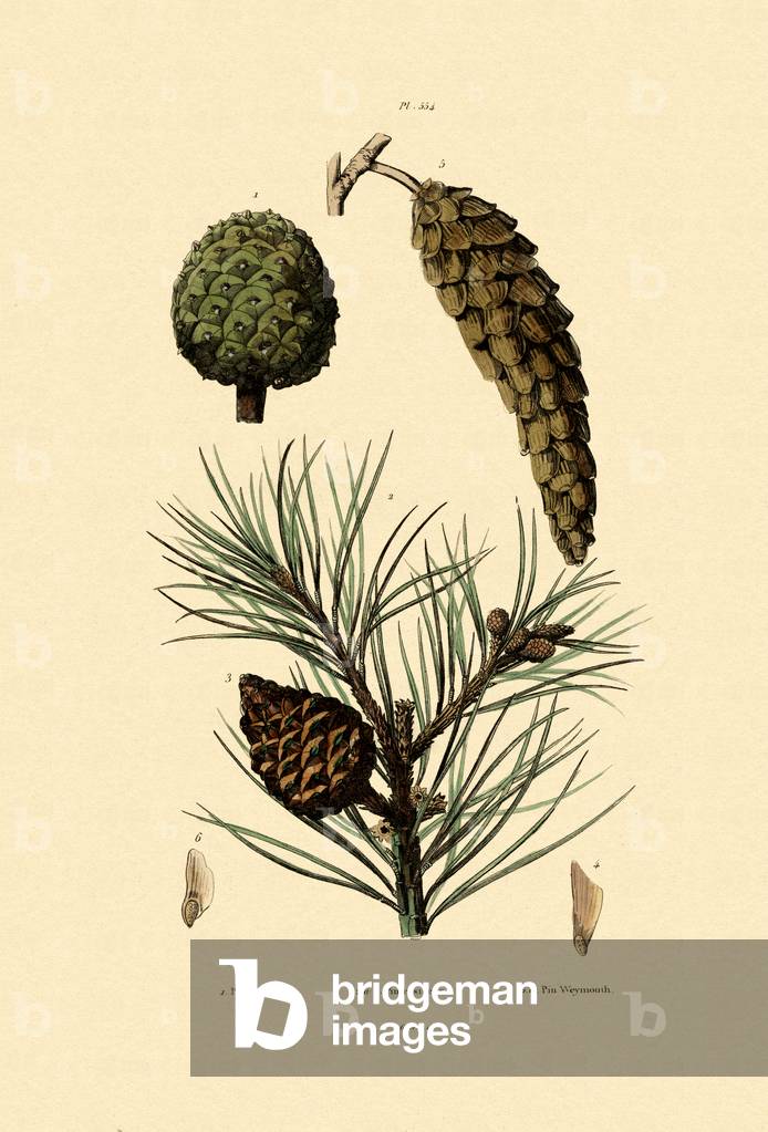 Weymouth Pine, 1833-39 (coloured engraving)