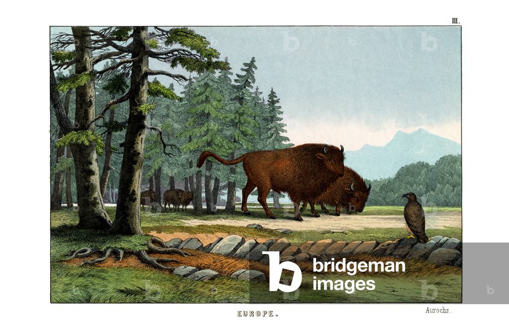 Aurochs of Lithuania, 1860 (colour litho)