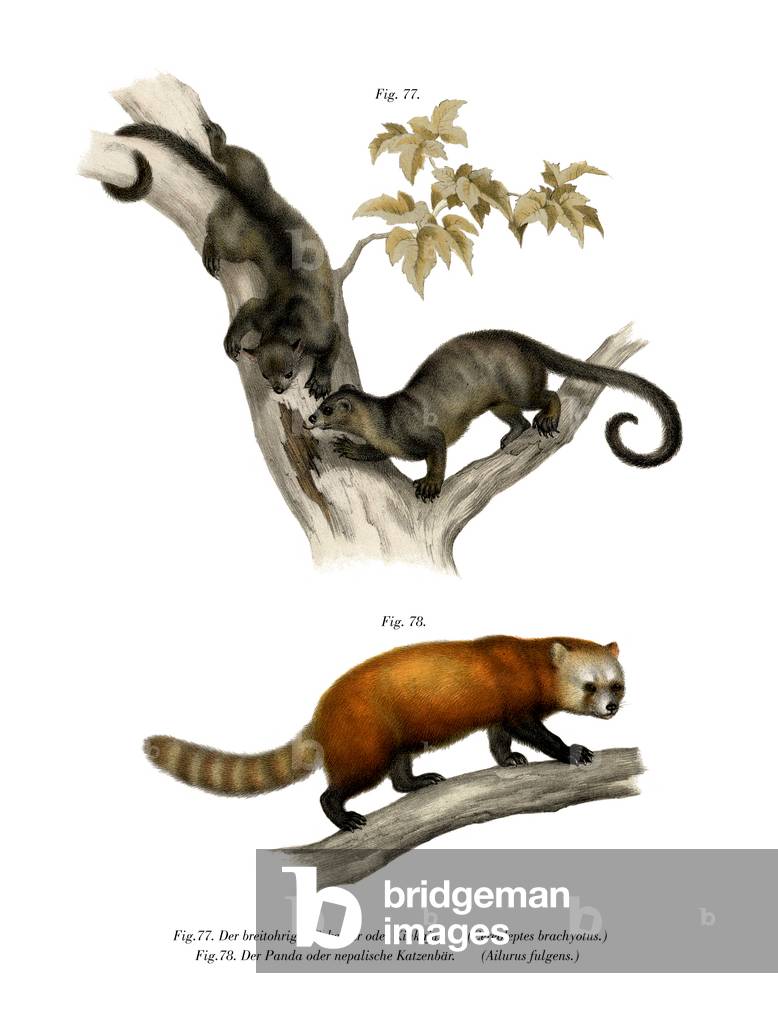 Kinkajou, 1860 (colour litho)