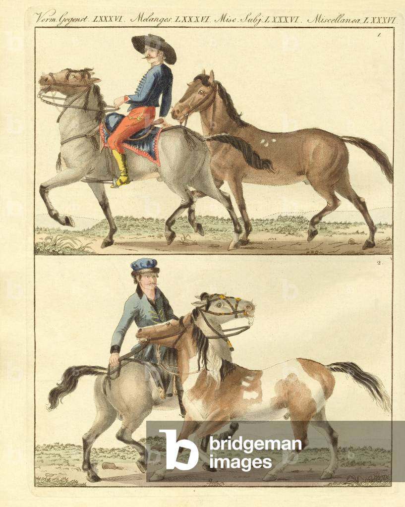 The horse with its different kinds (coloured engraving)