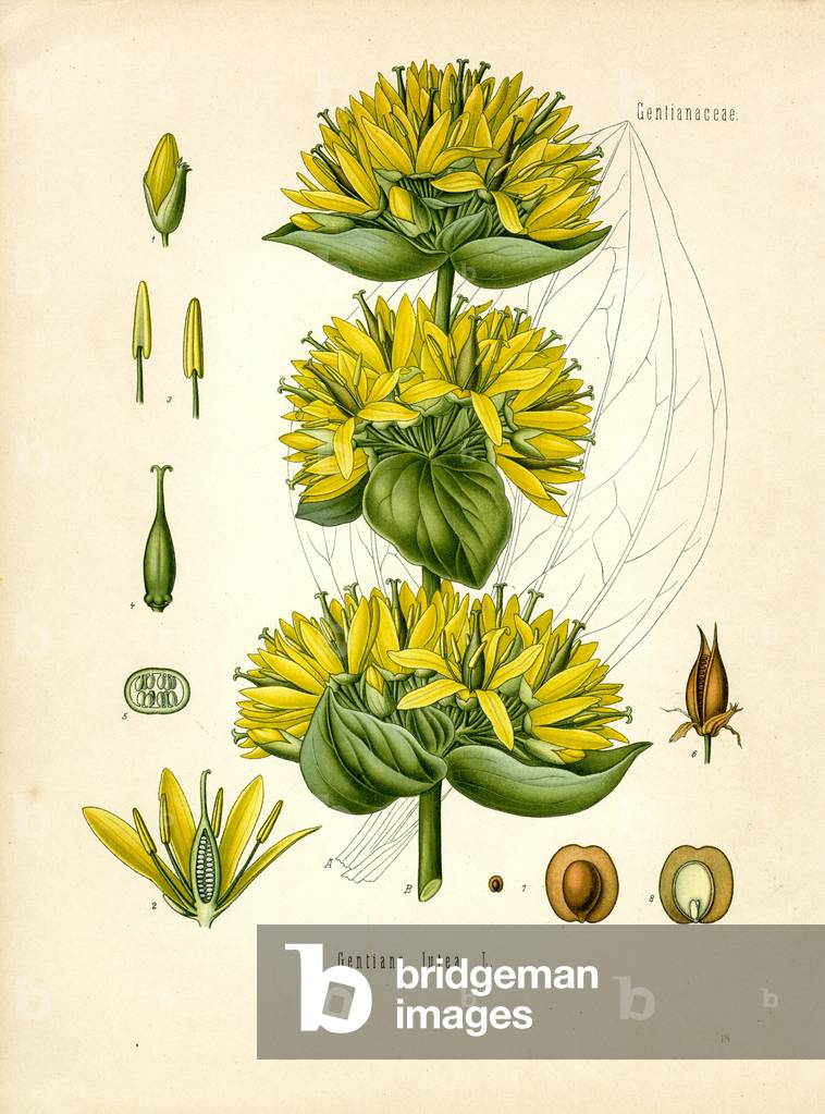 Gentian (colour litho)