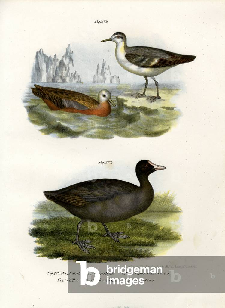 Grey Phalarope, 1864 (colour litho)