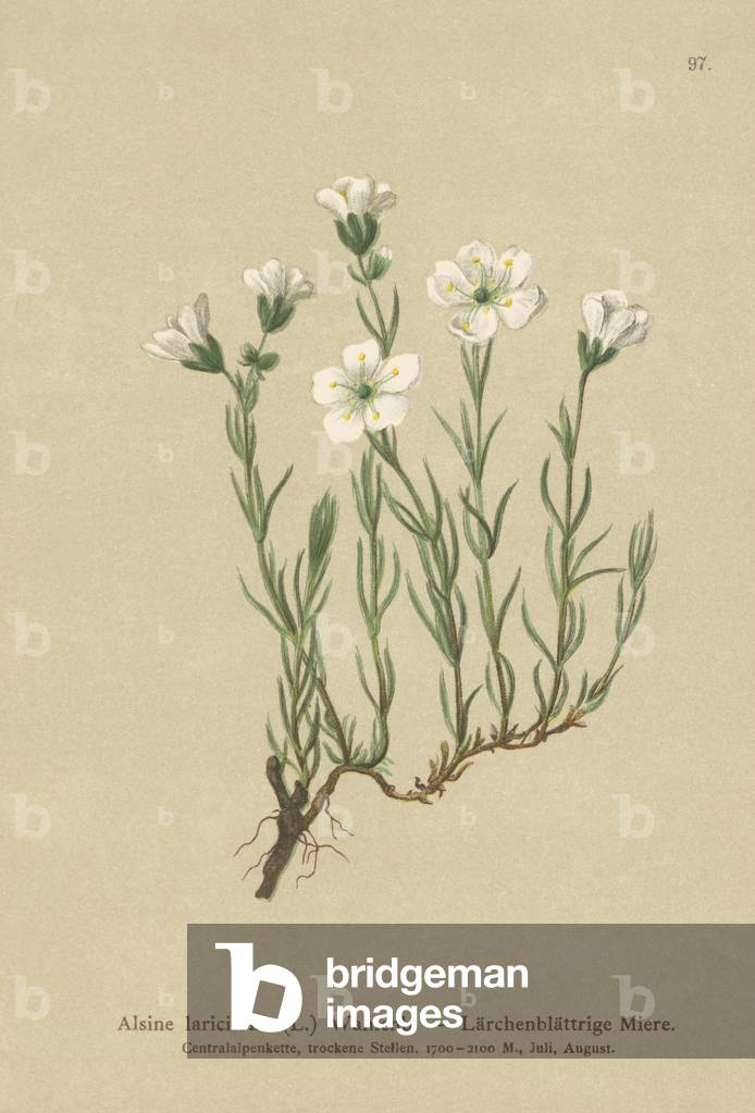 Inner Alpine Sandwort (Alsine laricifolia, Minuartia laricifolia, Arenaria laricifolia) (colour litho)