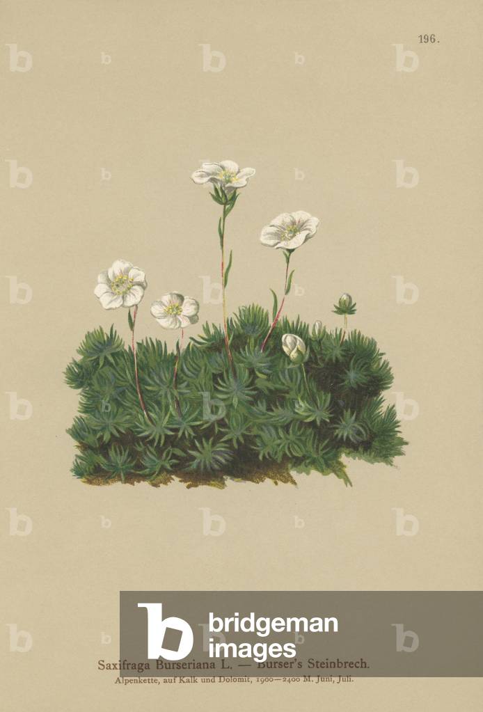 Burser's Saxifrage (Saxifraga Burseriana) (colour litho)
