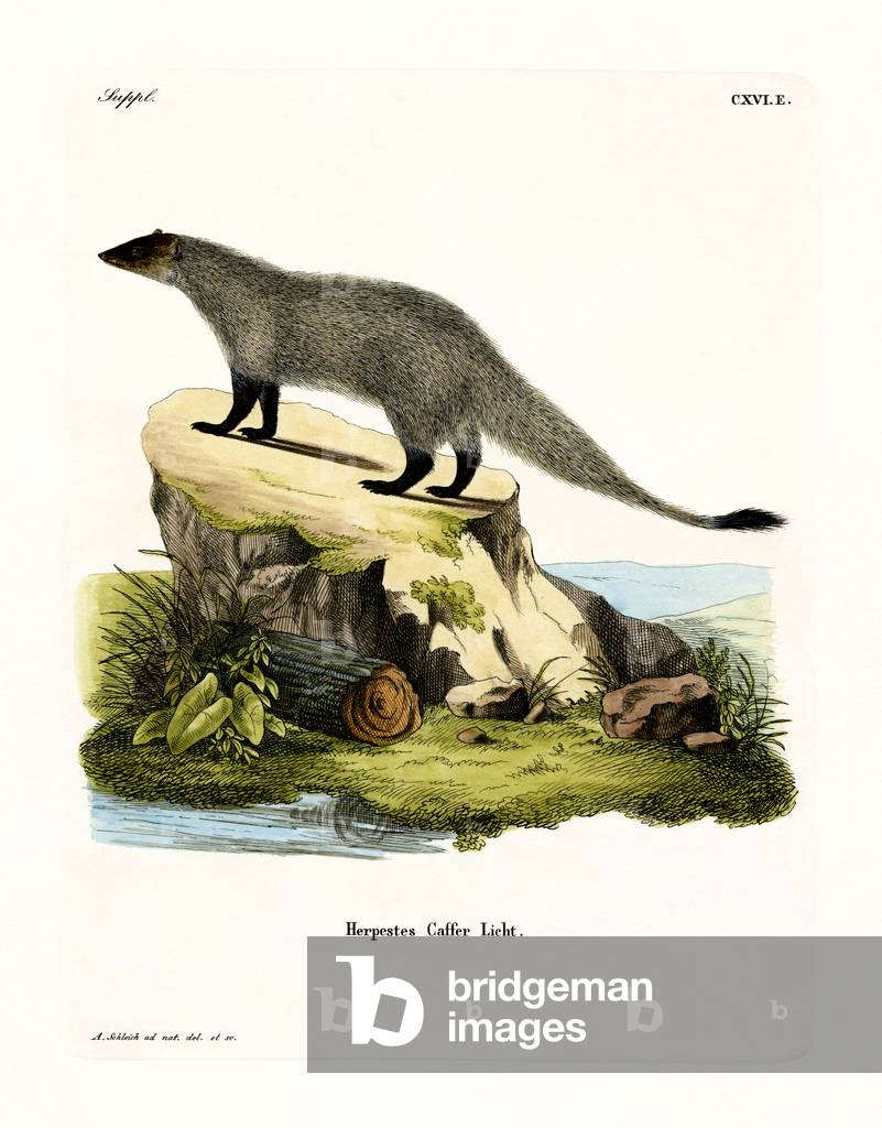 Black-footed Mongoose (coloured engraving)