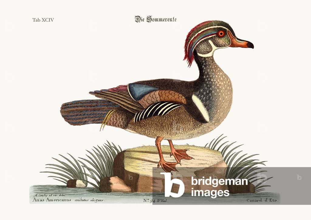 The Summer Duck, 1749-73 (coloured engraving)
