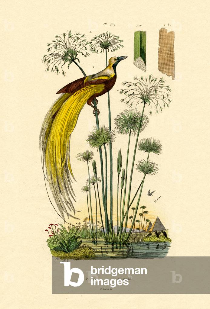 Papyrus, 1833-39 (coloured engraving)