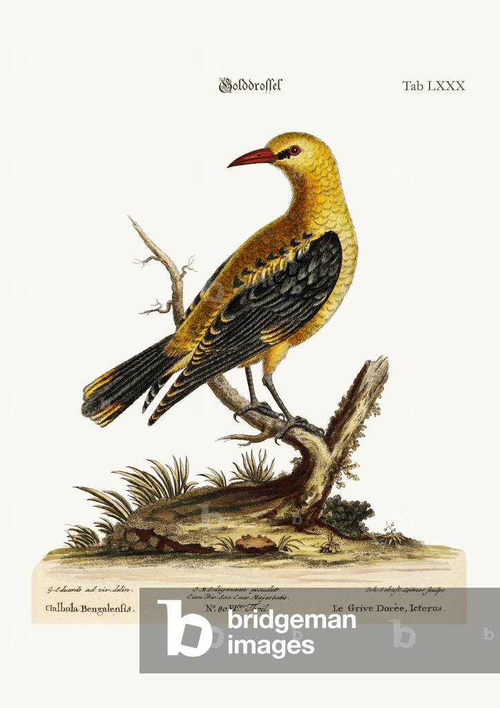 The Golden Thrush, 1749-73 (coloured engraving)