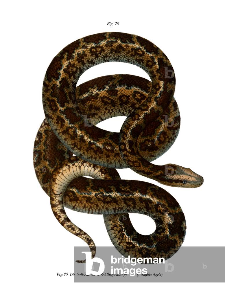 Snake (colour litho)