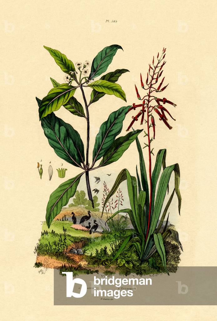 Pittosporum, 1833-39 (coloured engraving)