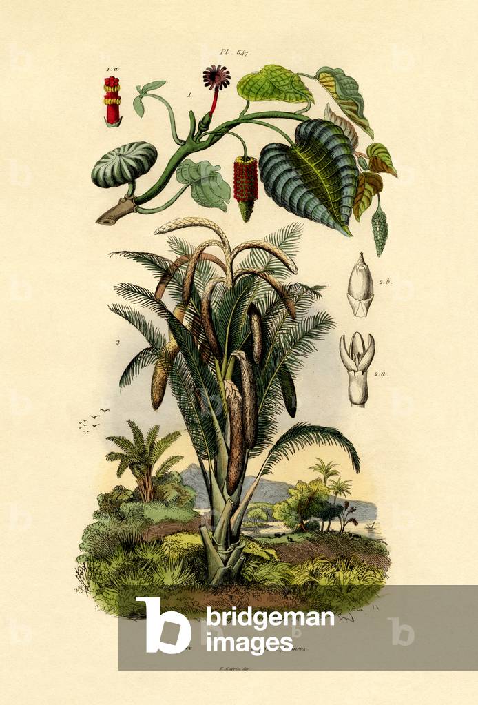 Sandbox Tree, 1833-39 (coloured engraving)