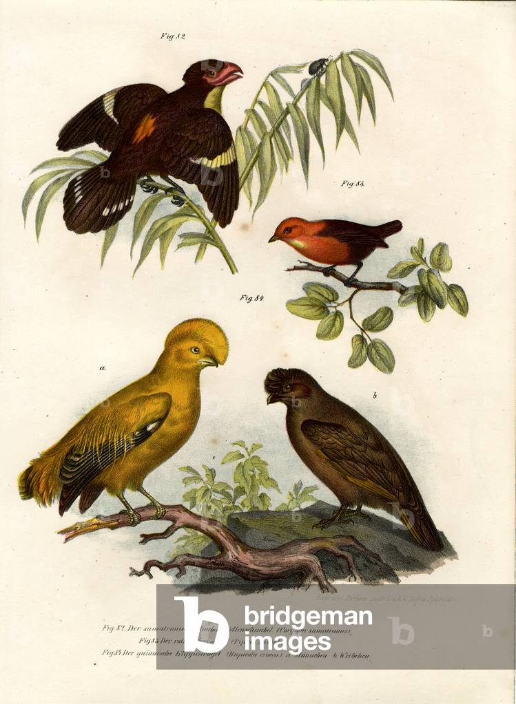 Dusky Broadbill, 1864 (colour litho)