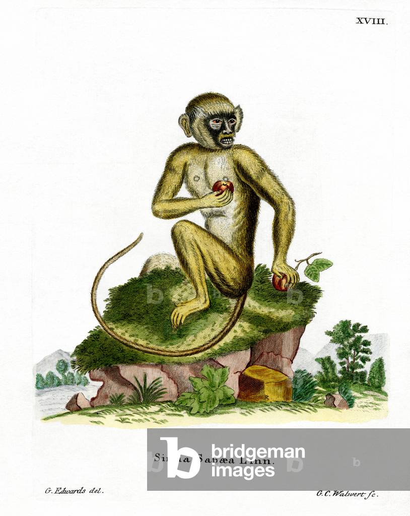Green Monkey (coloured engraving)