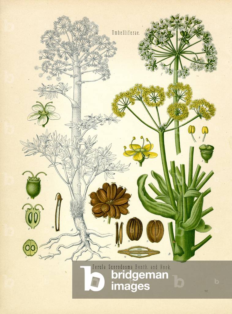 Asant (colour litho)