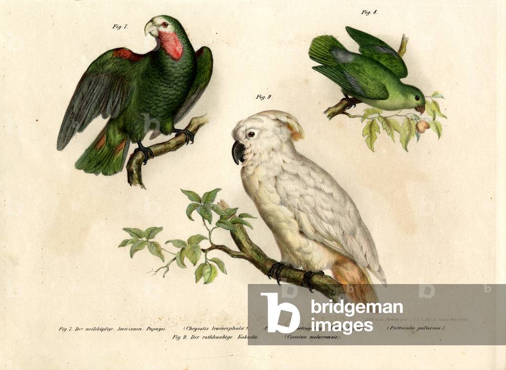 White-headed Parrot, 1864 (colour litho)