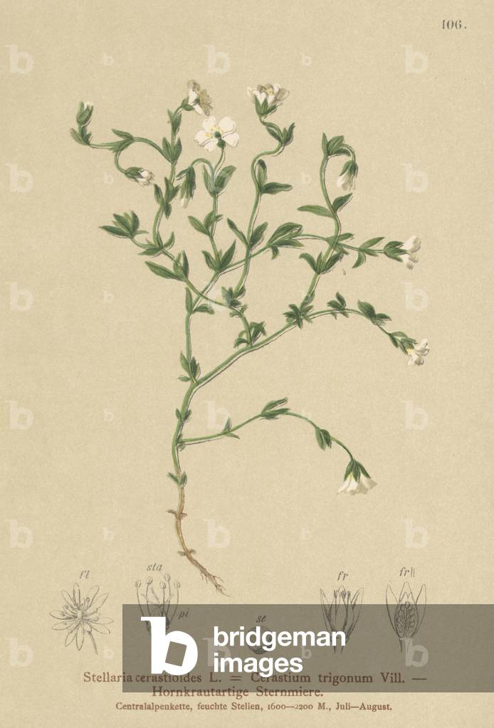 Mountain Chickweed (Stellaria cerastioides, Cerastium trigonum) (colour litho)