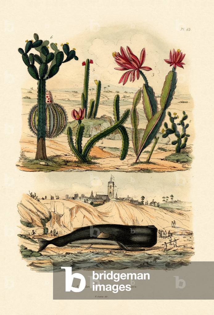 Sperm Whale, 1833-39 (coloured engraving)