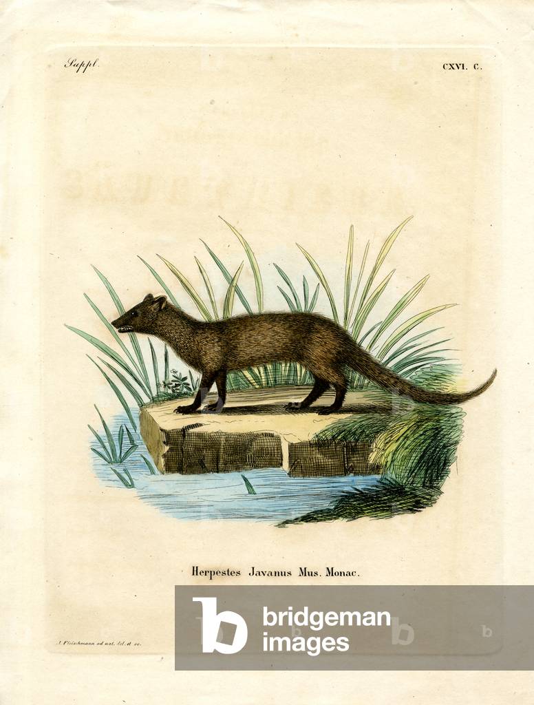 Javan Mongoose (coloured engraving)