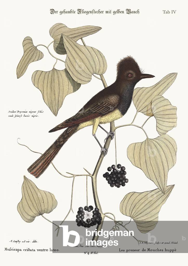 The crested Flycatcher, 1749-73 (coloured engraving)