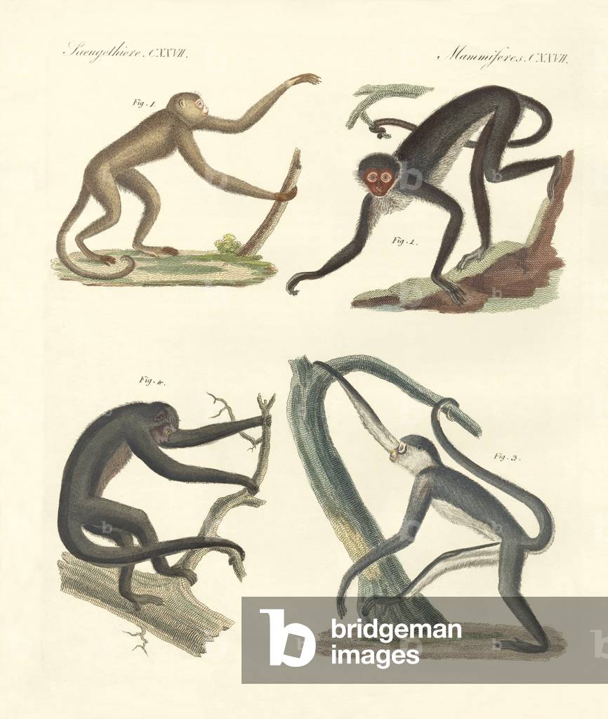 Strange monkeys of the new continent (coloured engraving)