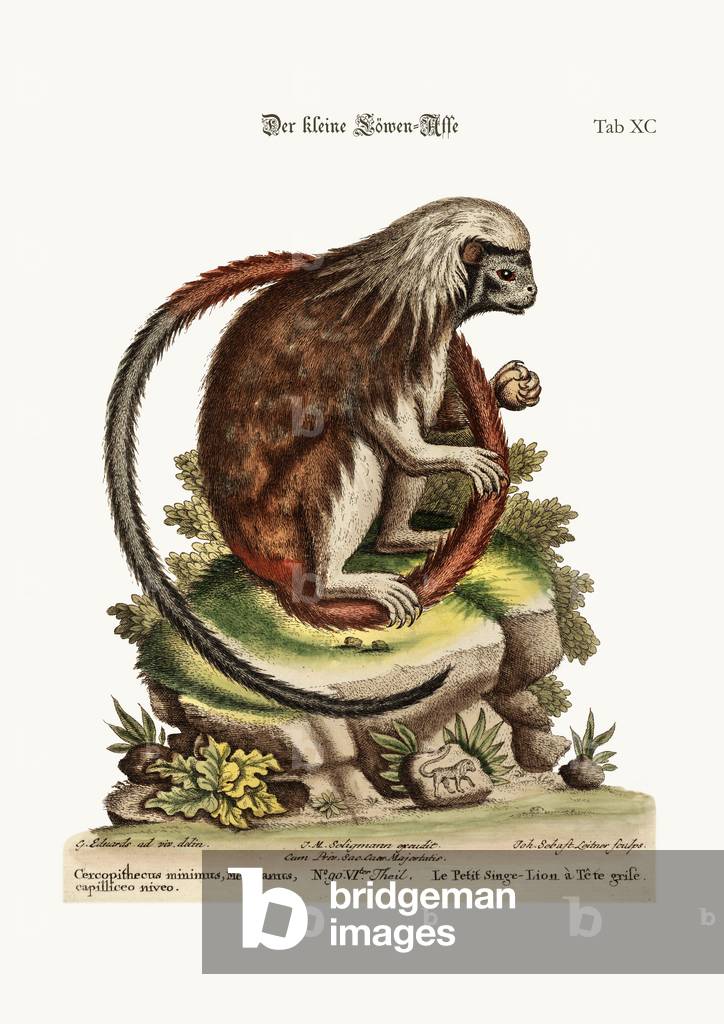 The little Lion-Monkey, 1749-73 (coloured engraving)