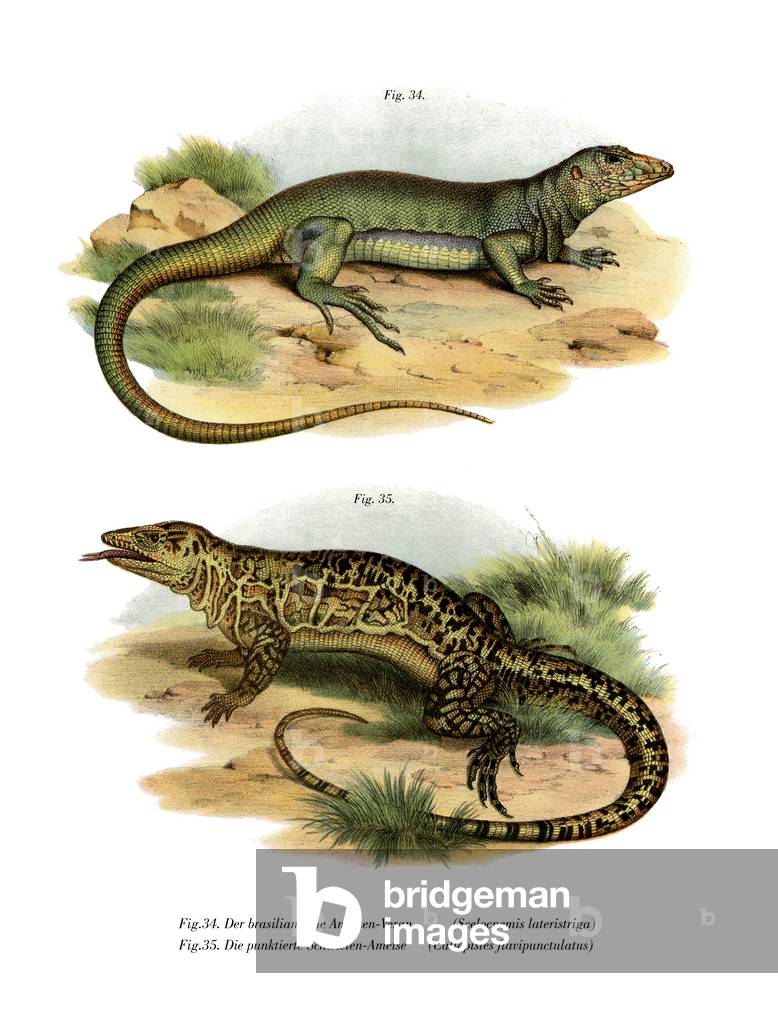 Monitor Lizard (colour litho)