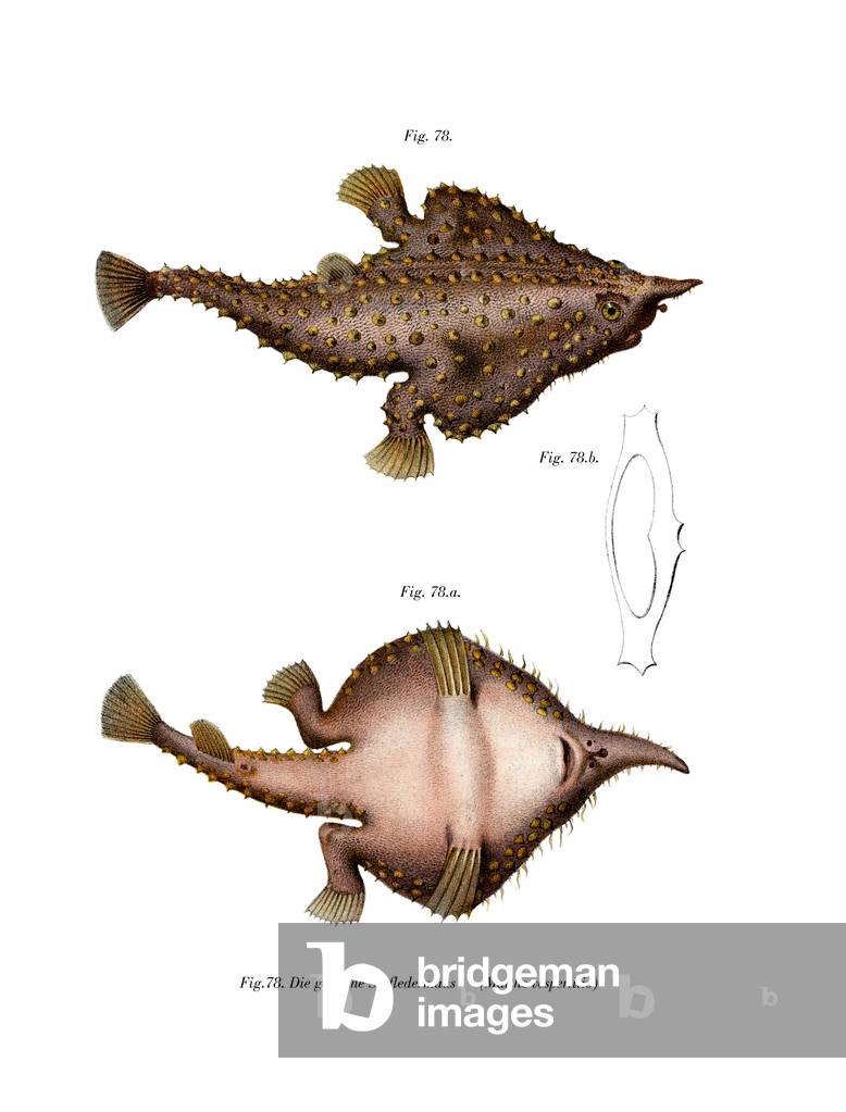 Longnose Batfish (colour litho)