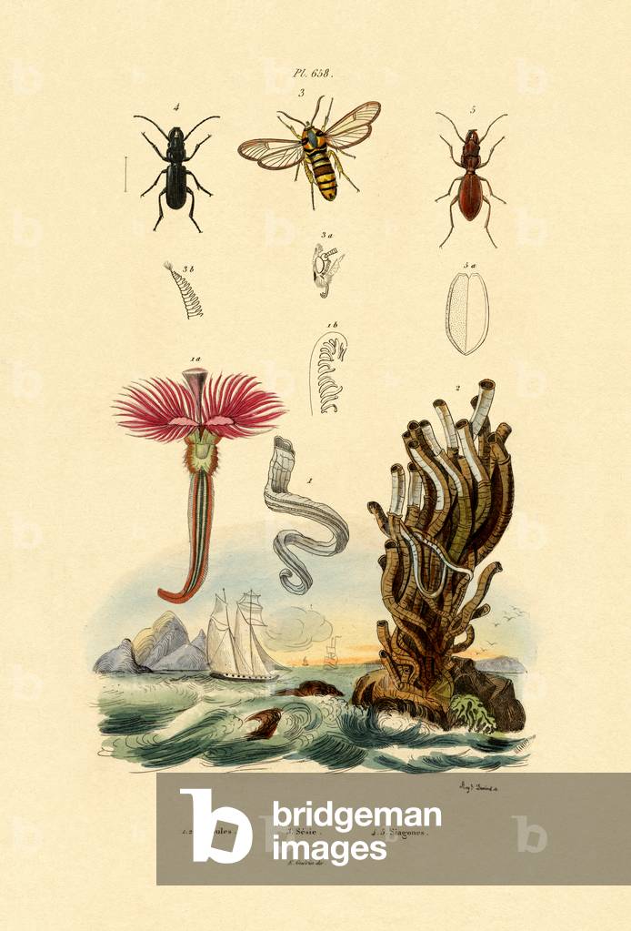 Serpulids, 1833-39 (coloured engraving)