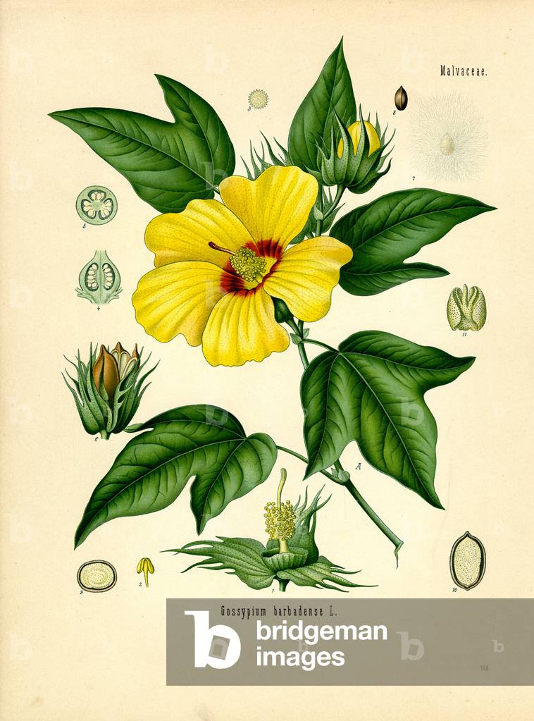 Cotton (colour litho)