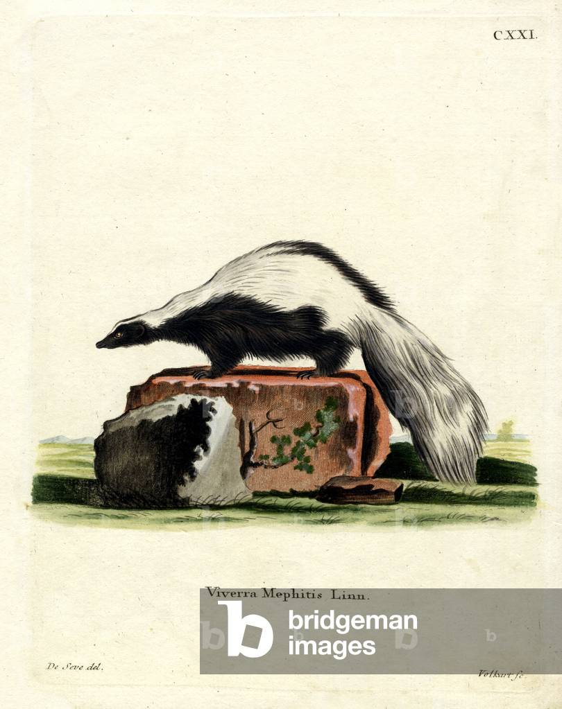 Striped Skunk (coloured engraving)
