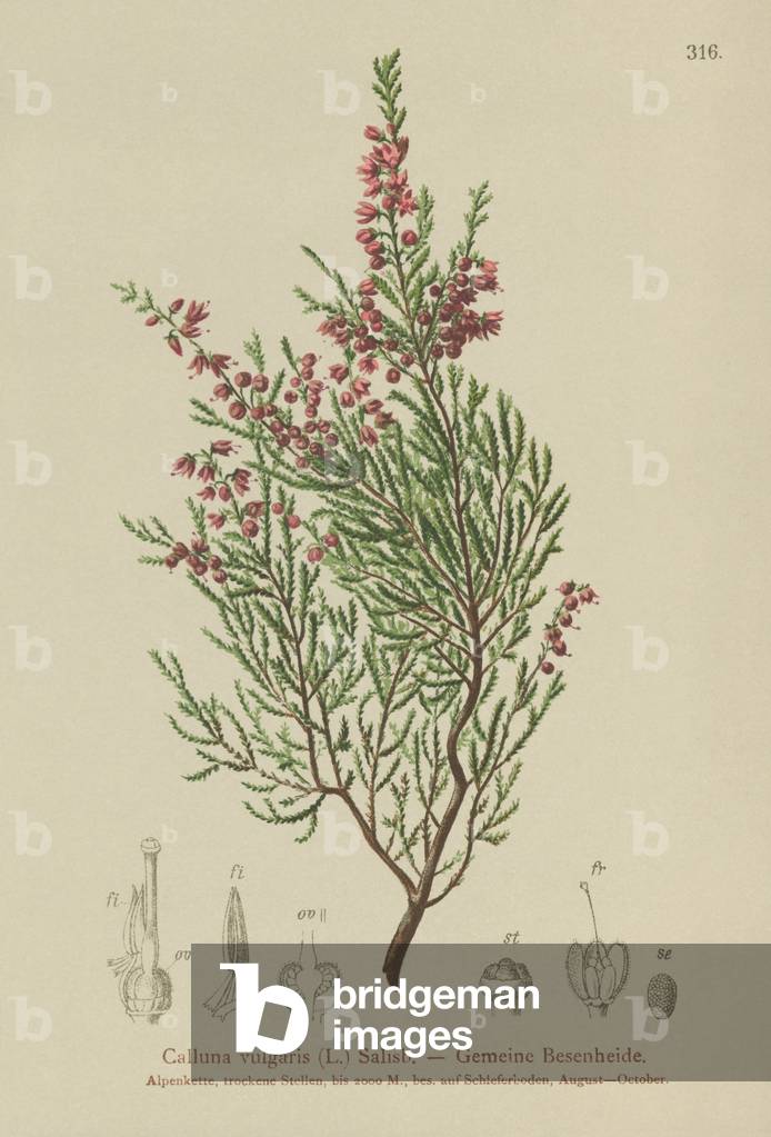 Heather (Calluna vulgaris) (colour litho)