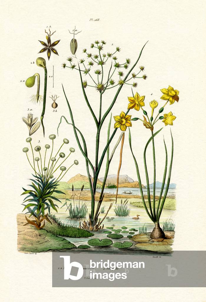 Pipewort, 1833-39 (coloured engraving)