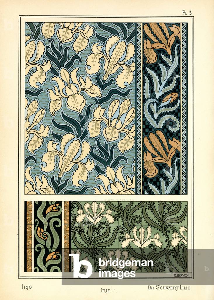 The Iris (colour litho)