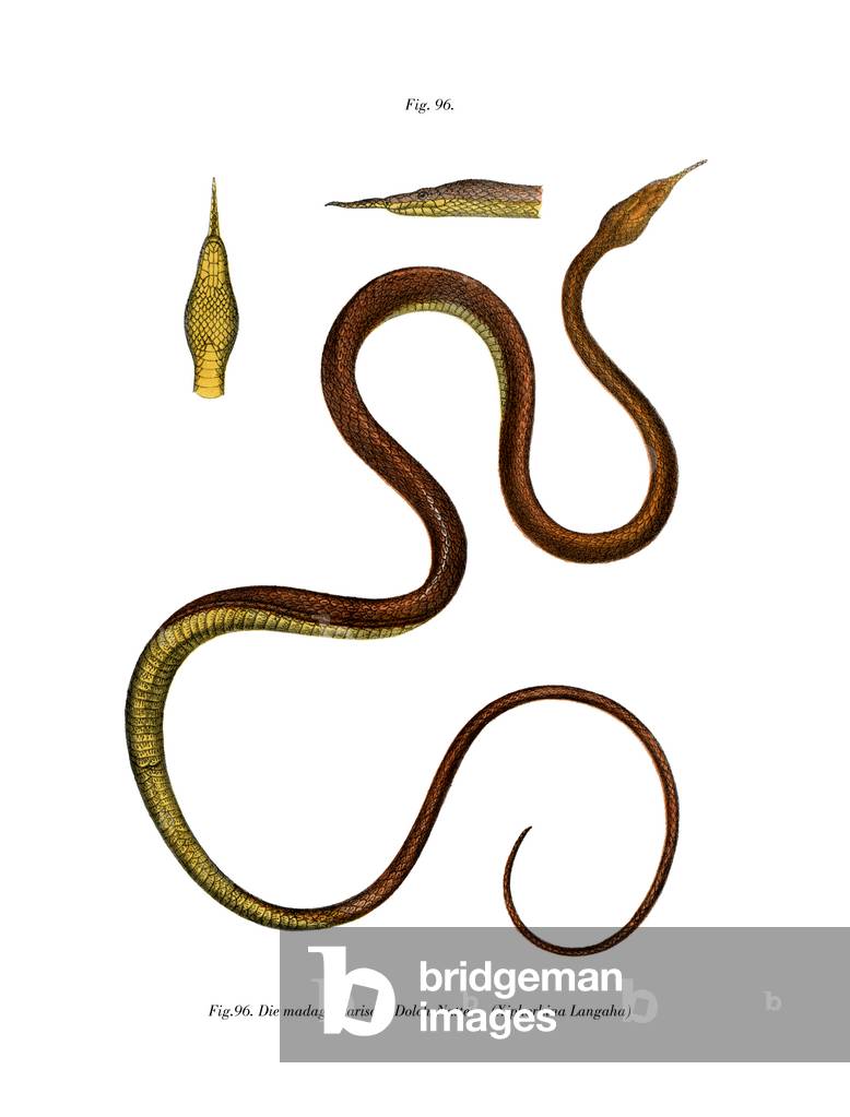 Madagascar Leaf-nosed Snake (colour litho)