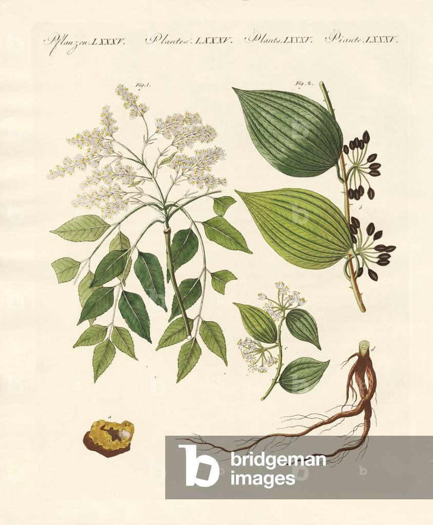 Medical plants (coloured engraving)
