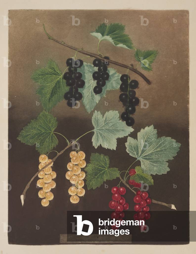 Currant: Black currant and large Dutch red and white currants (pl.5) from 'Pomona Britannica' (colour litho)