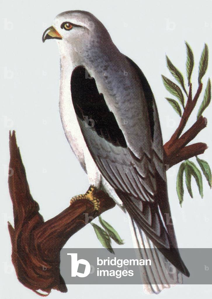 The Black-winged Kite, illustration, 1963