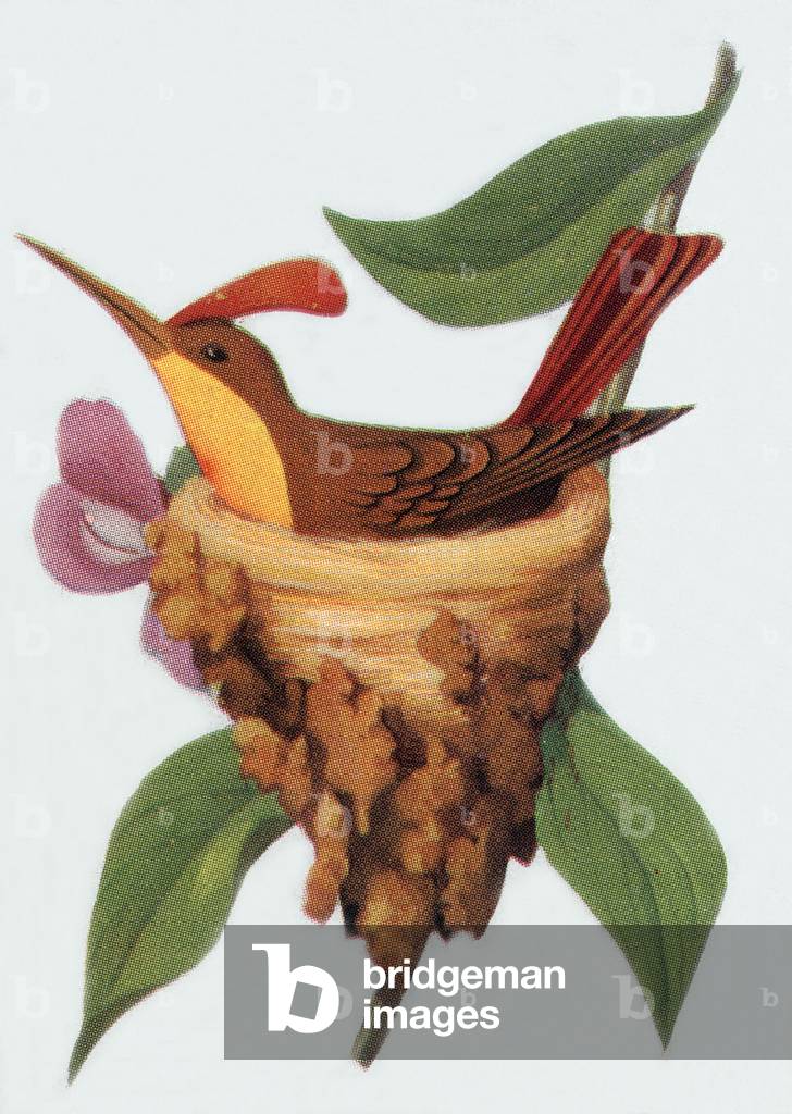 Hummingbird, illustration, 1963