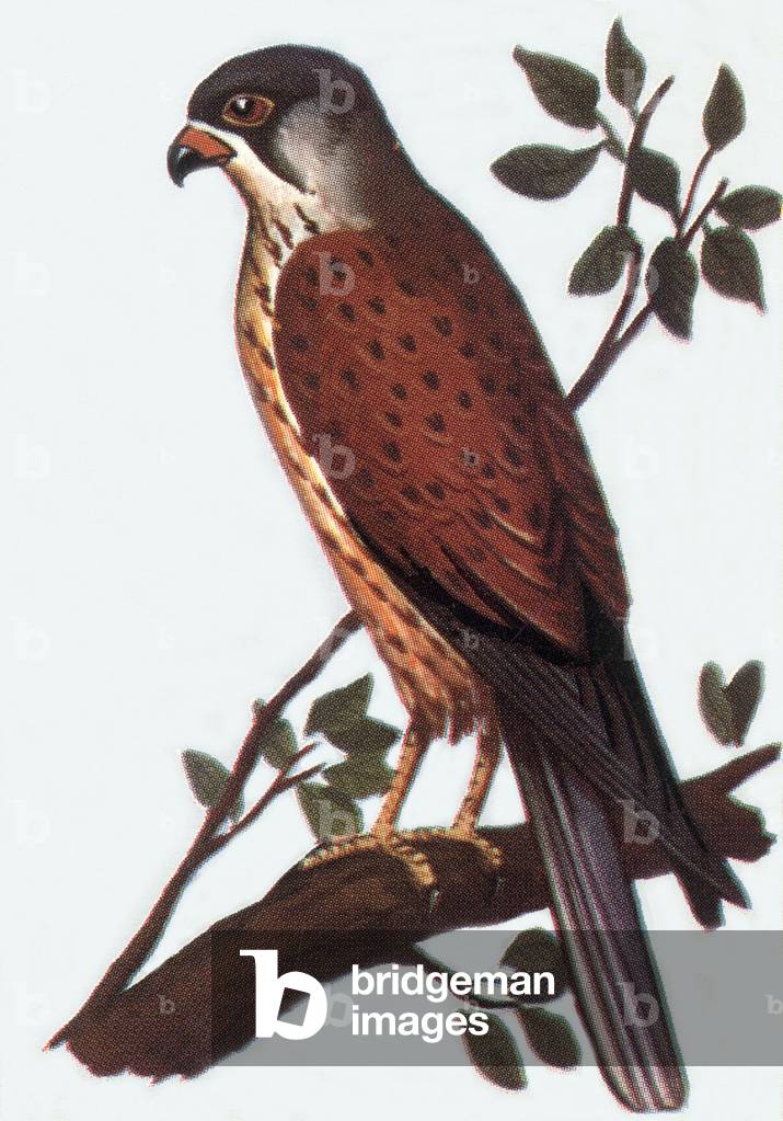 Kestrel, illustration, 1963