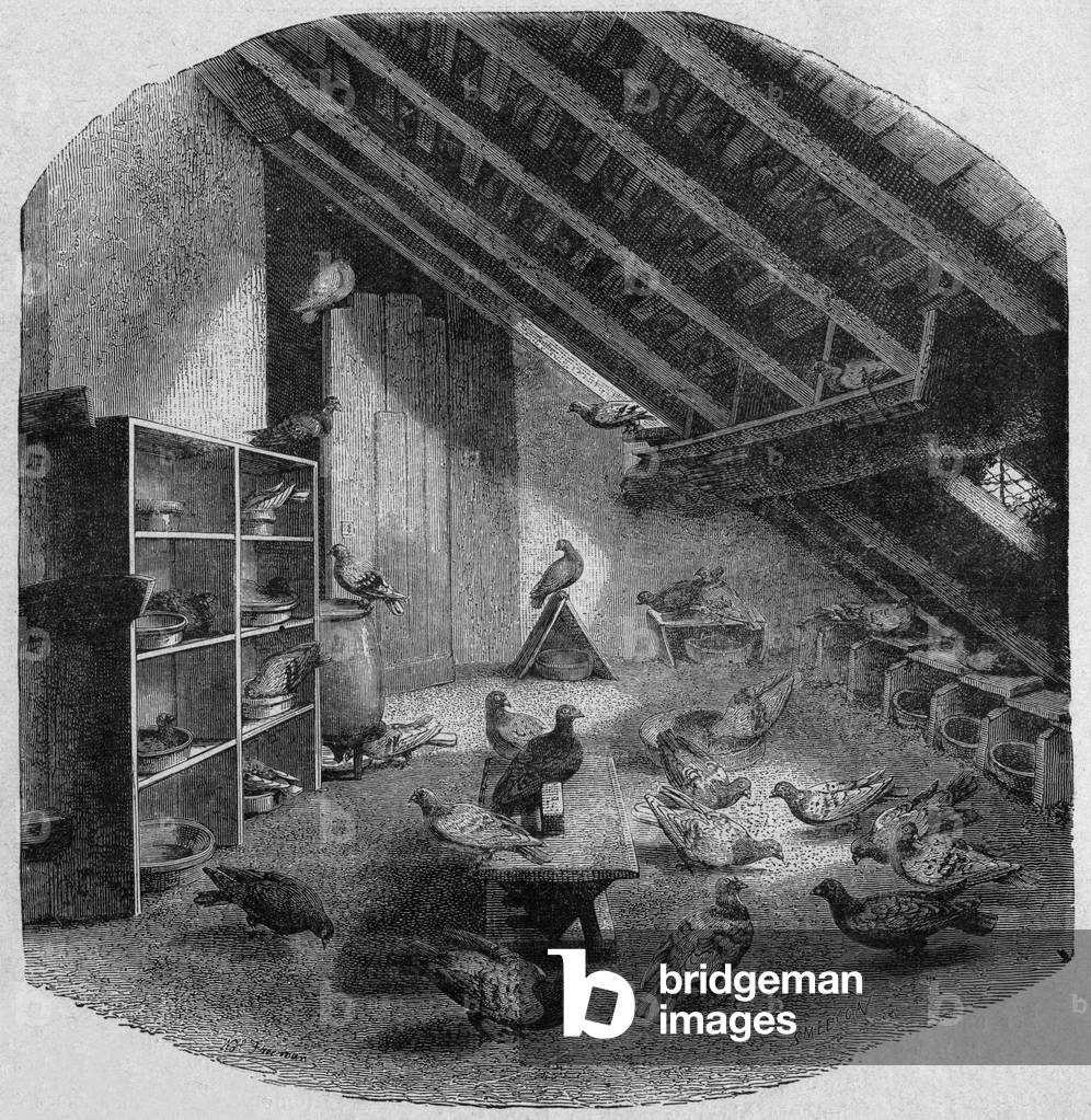 Dovecote of Prosper Derouard (1838-1916) in Paris, with pigeons, engraving