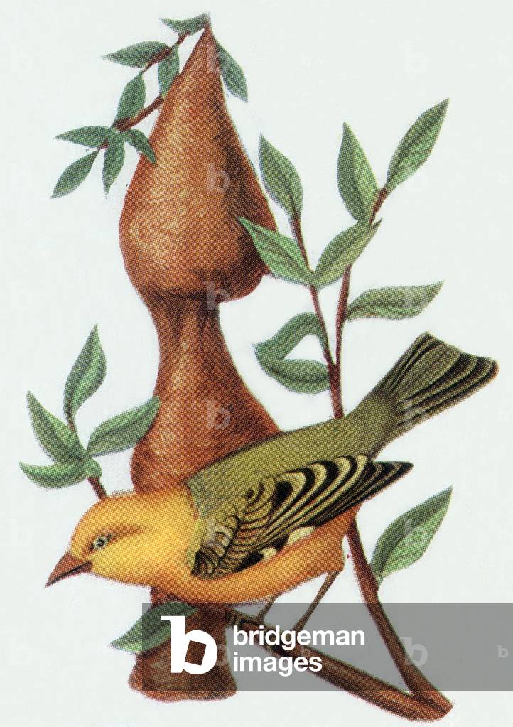 Weaver, illustration, 1963