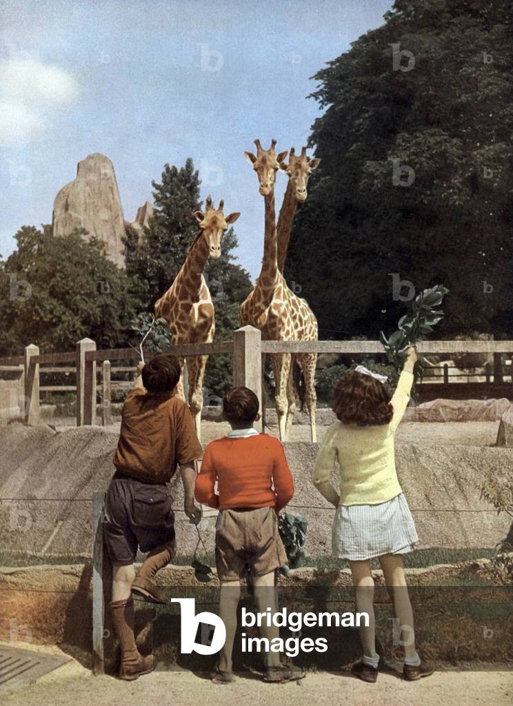 Children and giraffes in the zoo in Vincennes (Paris) 1949