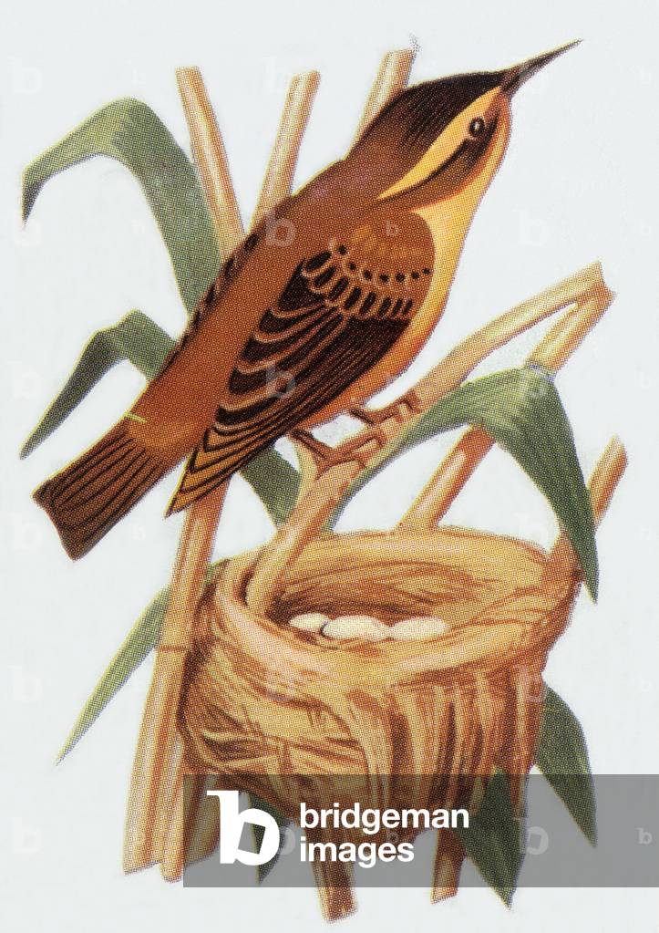 Bird, illustration, 1963