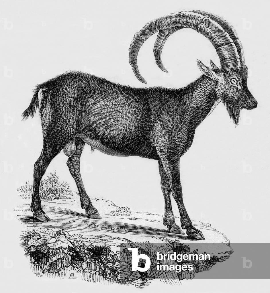 The ibex of the 