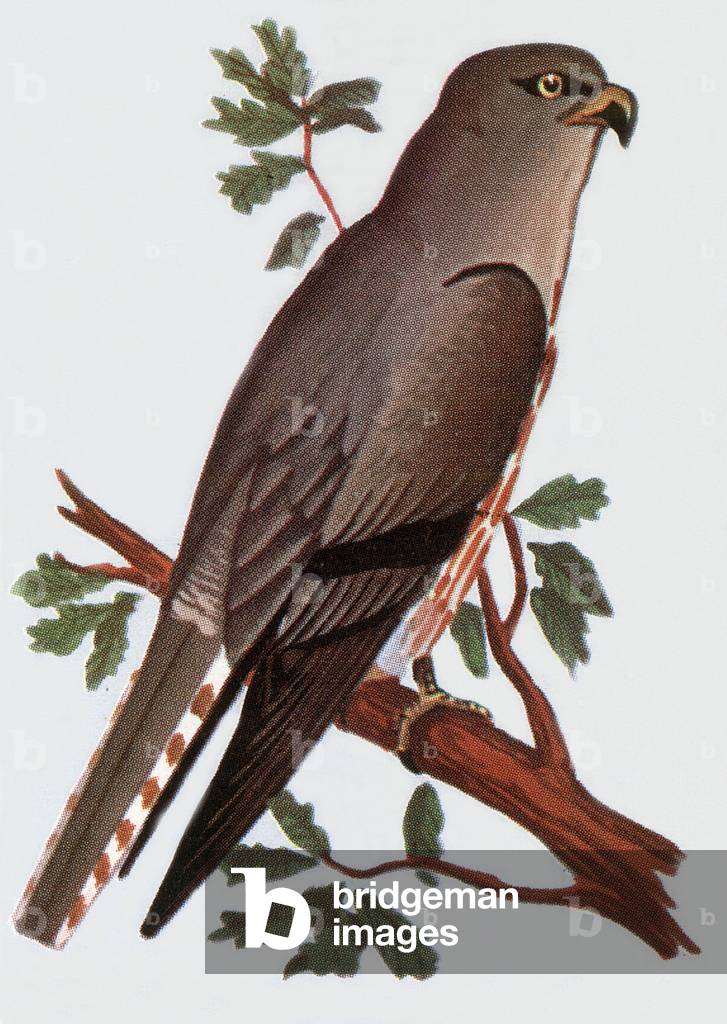 The Montagu's Harrier , illustration, 1963